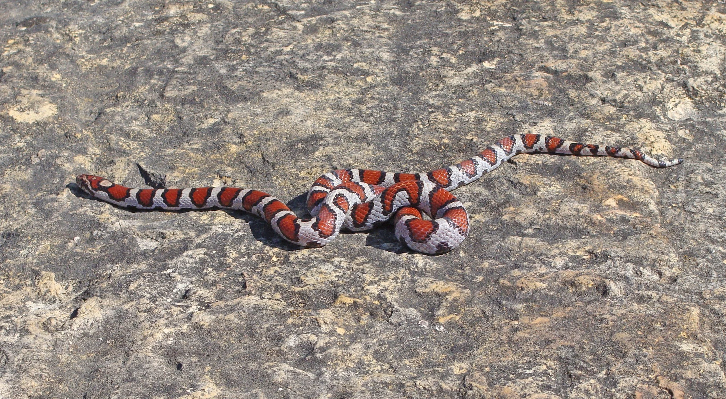 Wildlife Watching Wednesday: The Helpful Milk Snake — Global